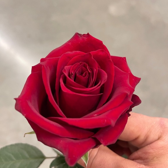 Meet your Posher, Alex - Picture 1 of 1